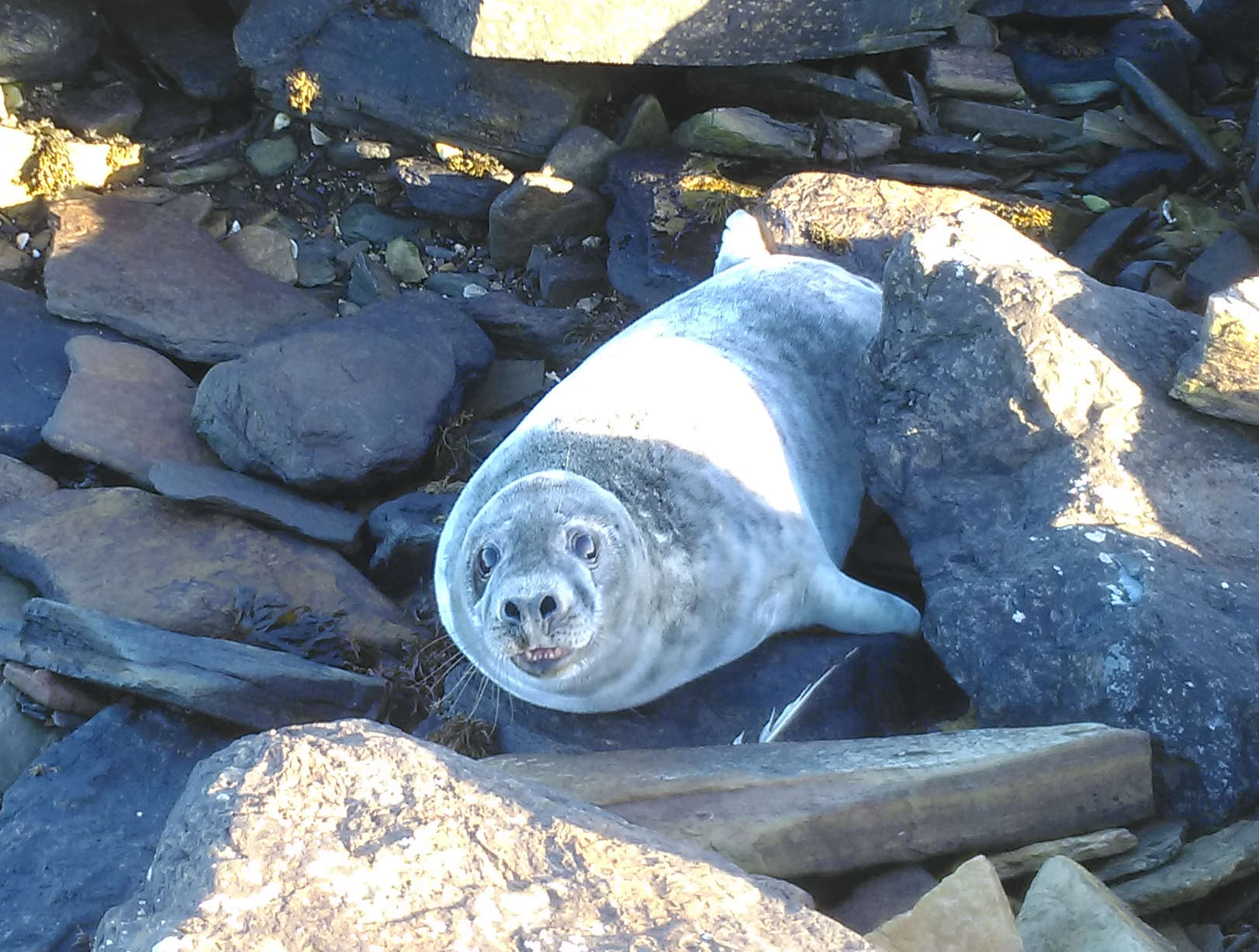 Seal pup, Hoy, Orkney